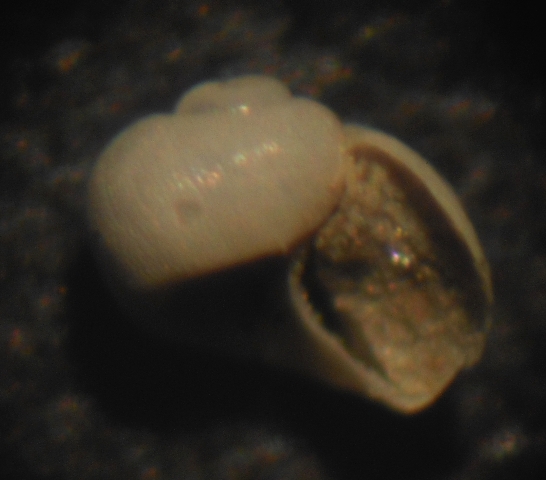 Tjaernoeia exquisita?